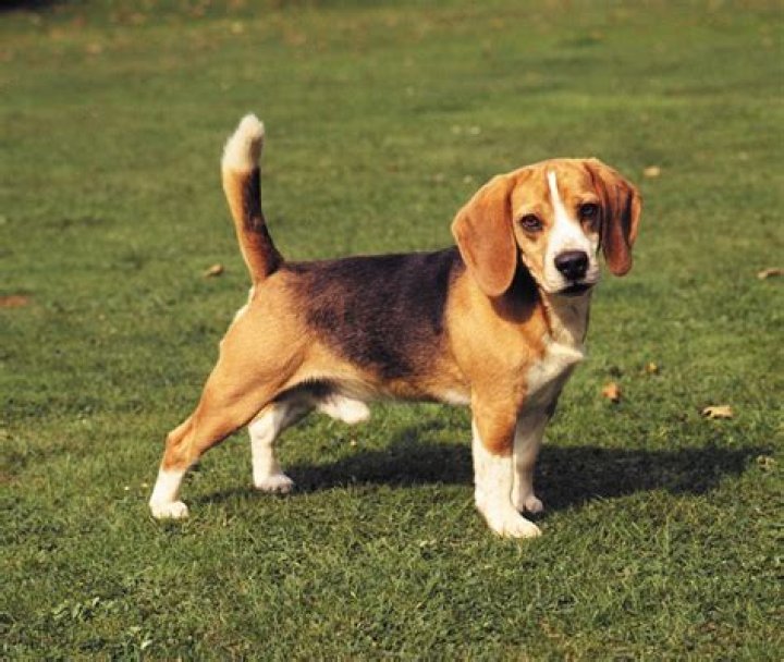Is a beagle short haired?