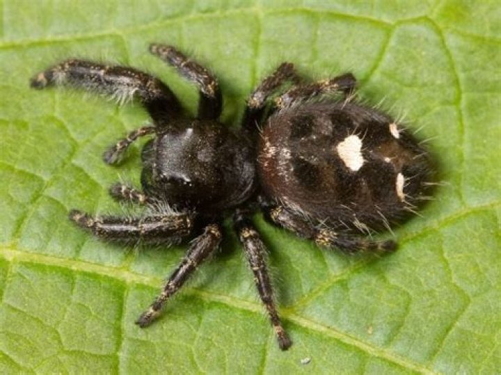 Is a black spider with a white dot on its back poisonous?