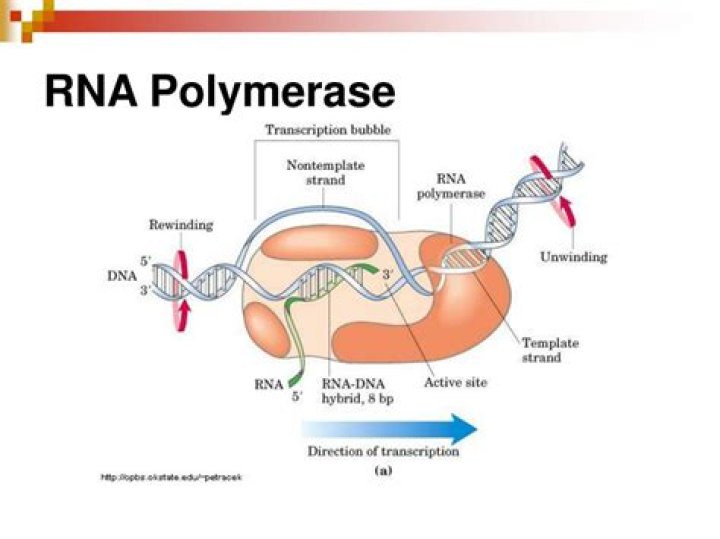 Is a rna polymerase?
