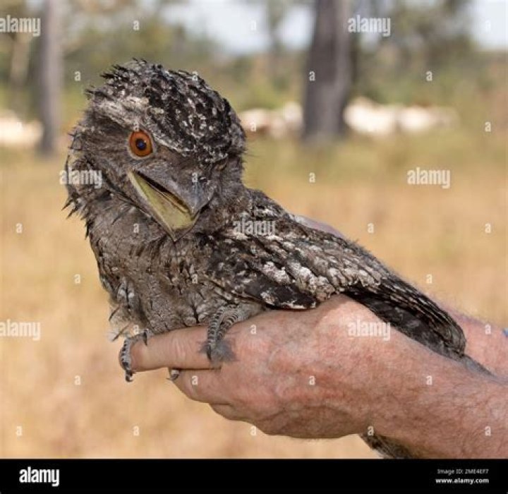 Is a tawny frogmouth a bird of prey?