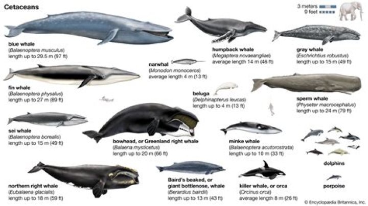Is a whale an animal or a mammal?