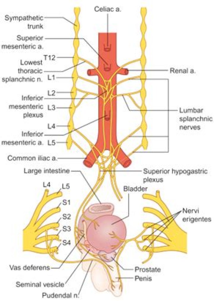 Is abdominopelvic splanchnic nerves?