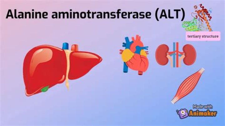 Is alanine aminotransferase important?