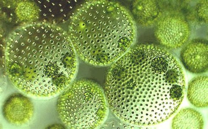 Is algae a microorganism?