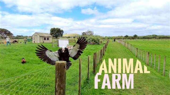 Is ambury farm free?