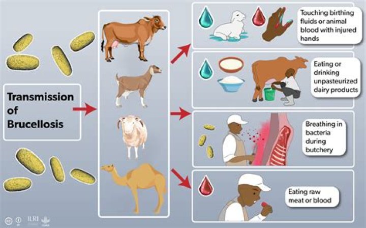 Is brucella ovis zoonotic?