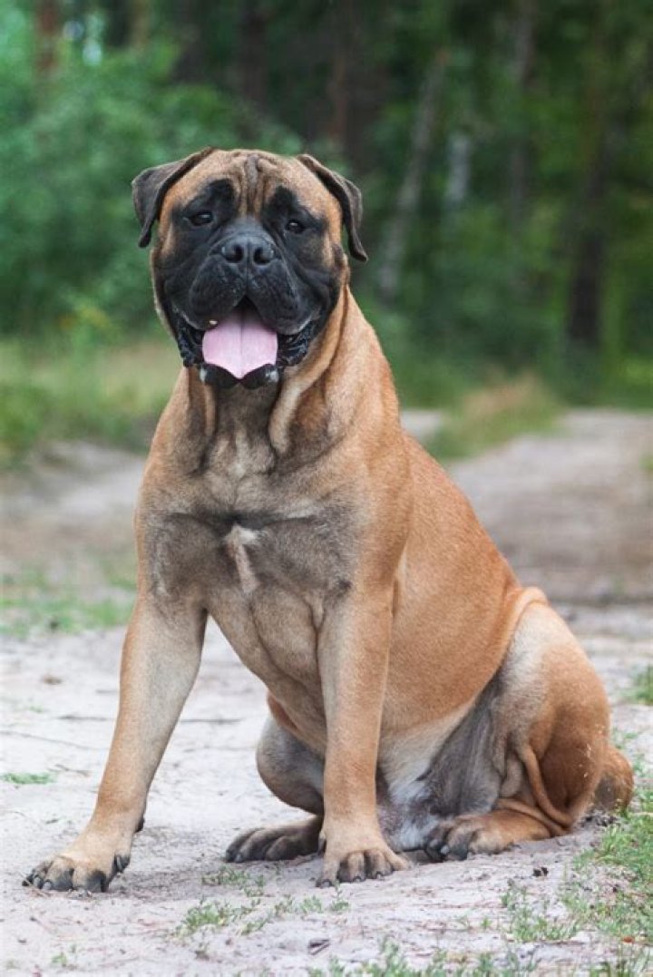 Is bulldogs good guard dogs?