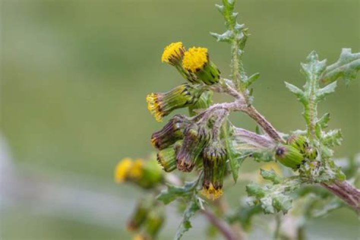 Is common groundsel edible?