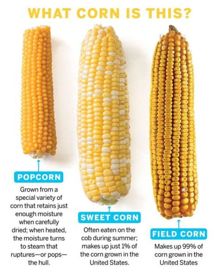 Is corn a small grain?