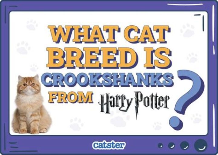 Is crookshanks lily's cat?