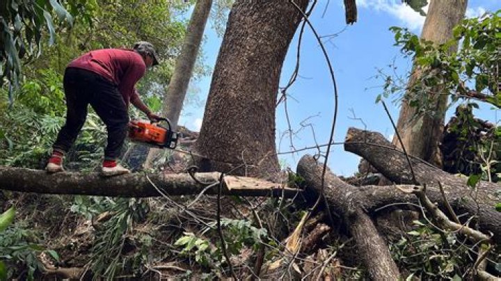 Is cutting down trees sustainable?