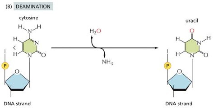 Is deaminated a word?