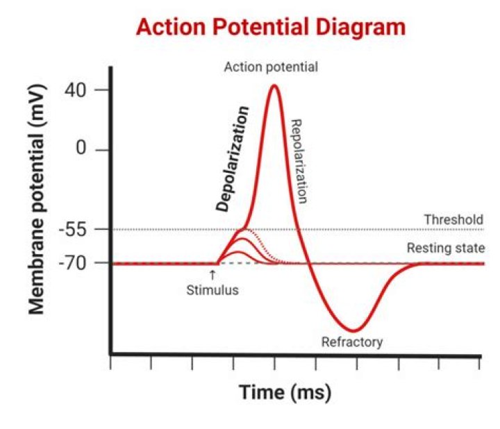 Is depolarization and action potential the same?