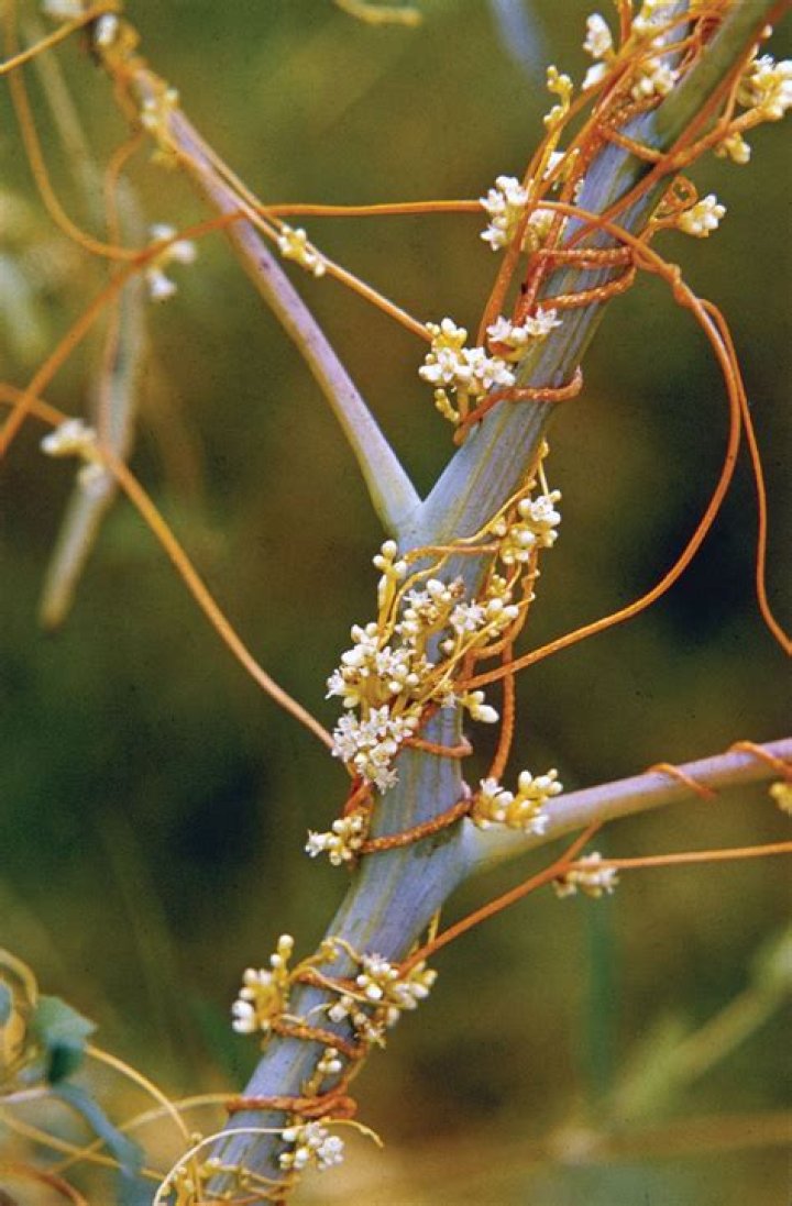 Is dodder a carnivorous plant?
