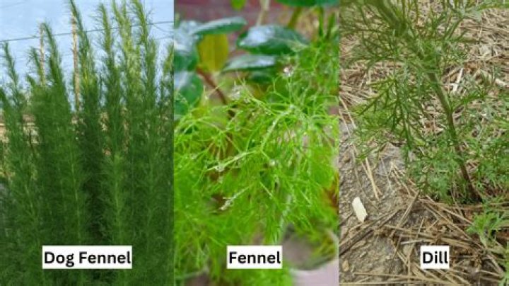Is dog fennel toxic?