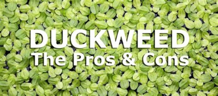 Is duckweed good for bettas?