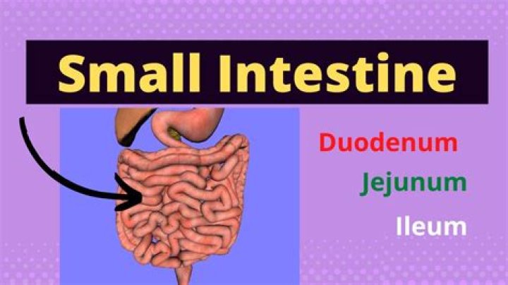 Is duodenum small intestine?