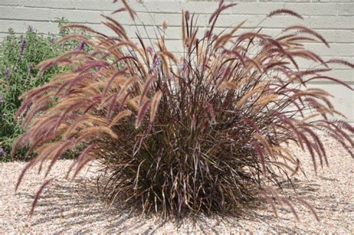 Is dwarf fountain grass a perennial?