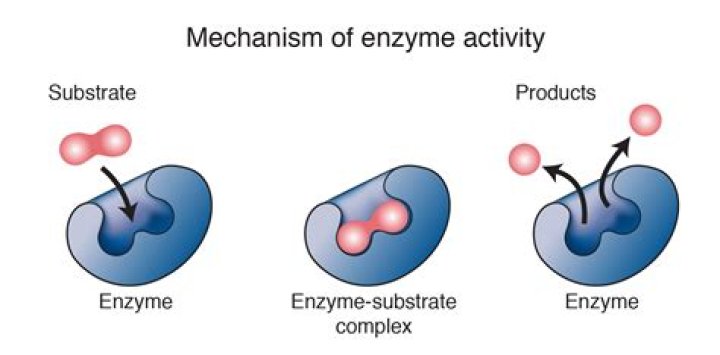 Is enzyme a protein?