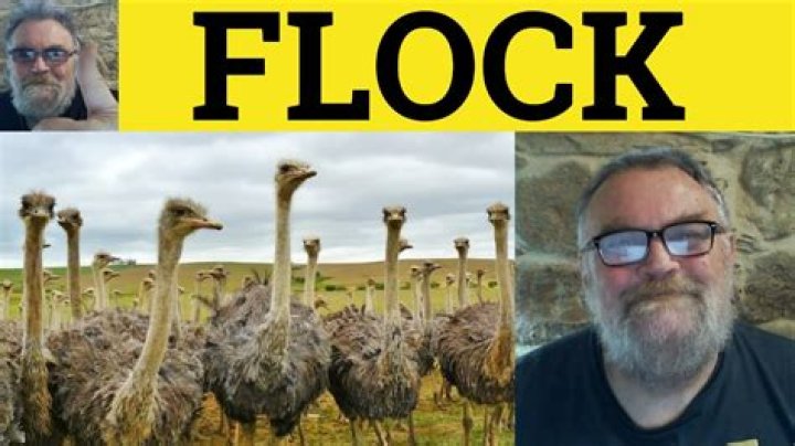 Is flock a verb or adjective?