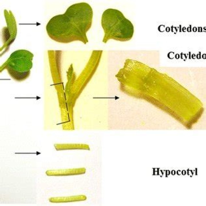 Is hypocotyl and cotyledon?