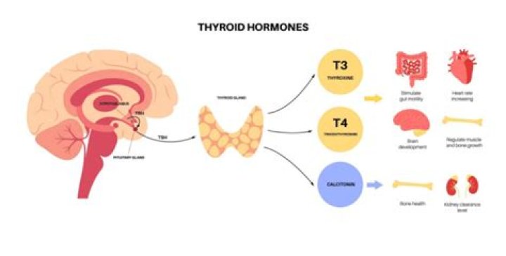 Is hypothyroidism an autoimmune disease?