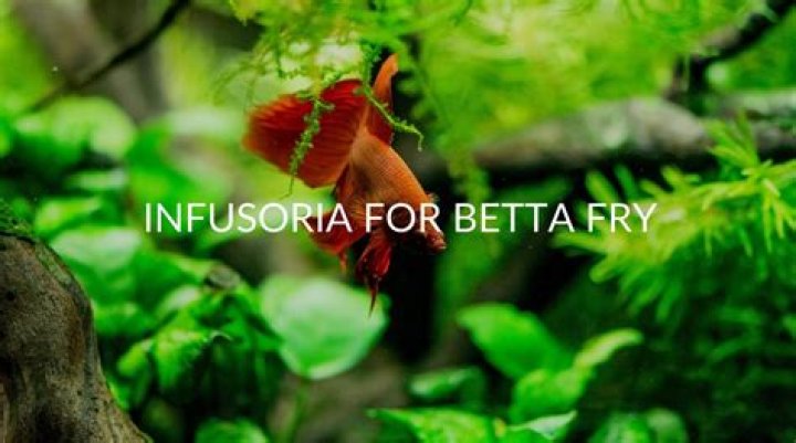 Is infusoria good for betta fry?