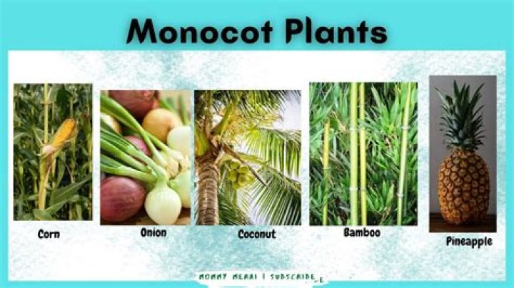 Is monocotyledon a banana?