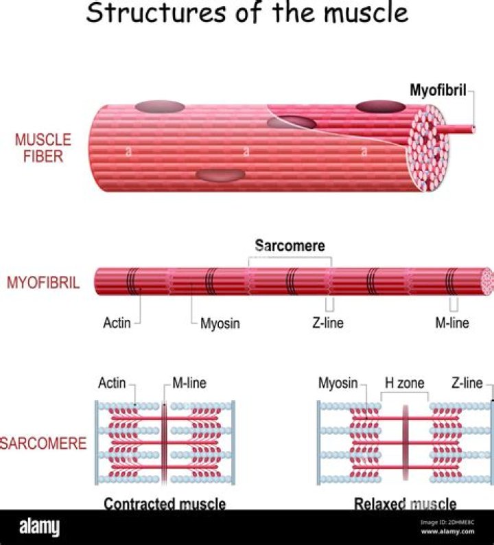 Is myofibril an organelle?