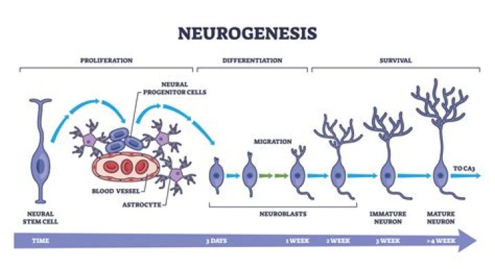Is neurogenesis nature or nurture?