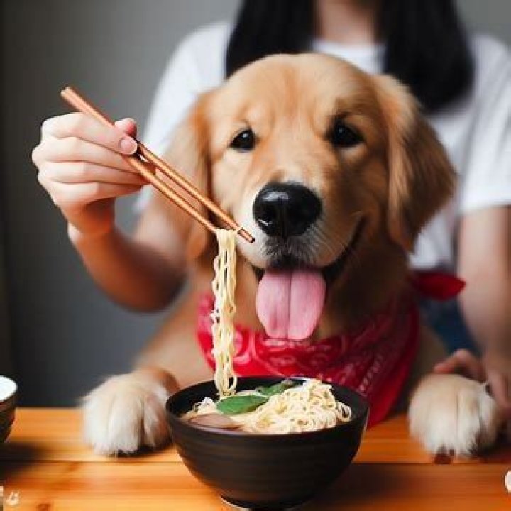Is noodles good for dogs?