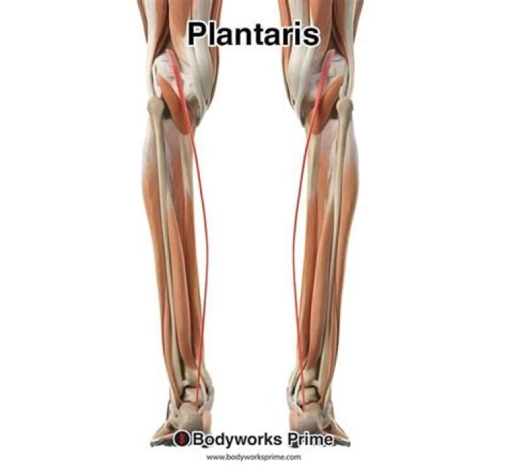 Is plantaris a muscle?