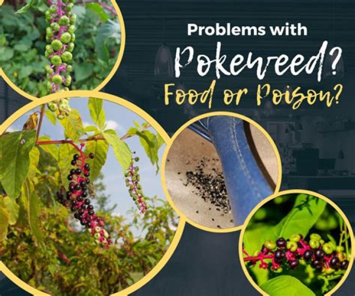 Is pokeberry poisonous to touch?