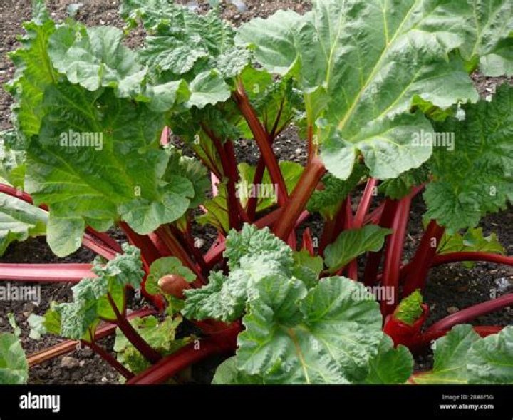 Is rheum rhabarbarum edible?