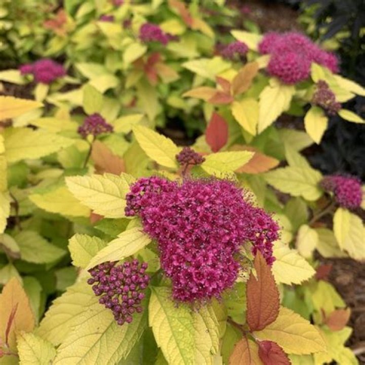 Is spiraea deer resistant?
