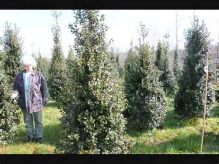 Is steeplechase arborvitae deer resistant?