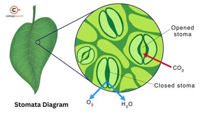 Is stomata on the upper surface of a leaf?