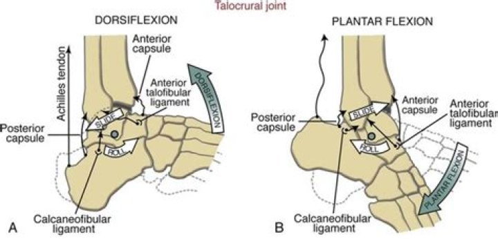Is talocrural joint movement?