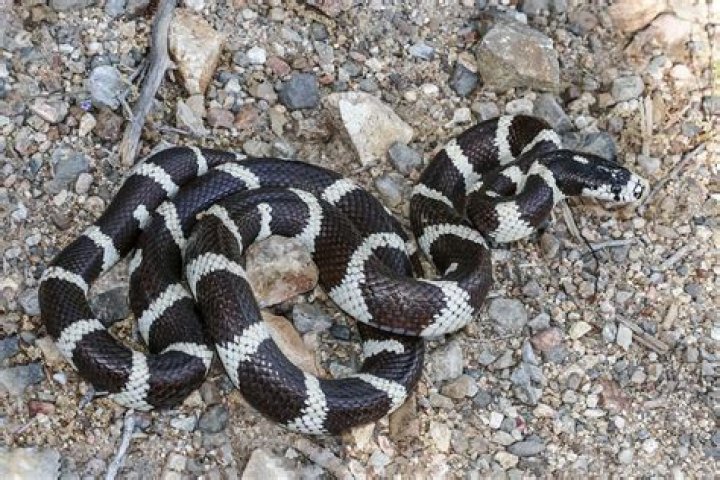 Is the california kingsnake poisonous?