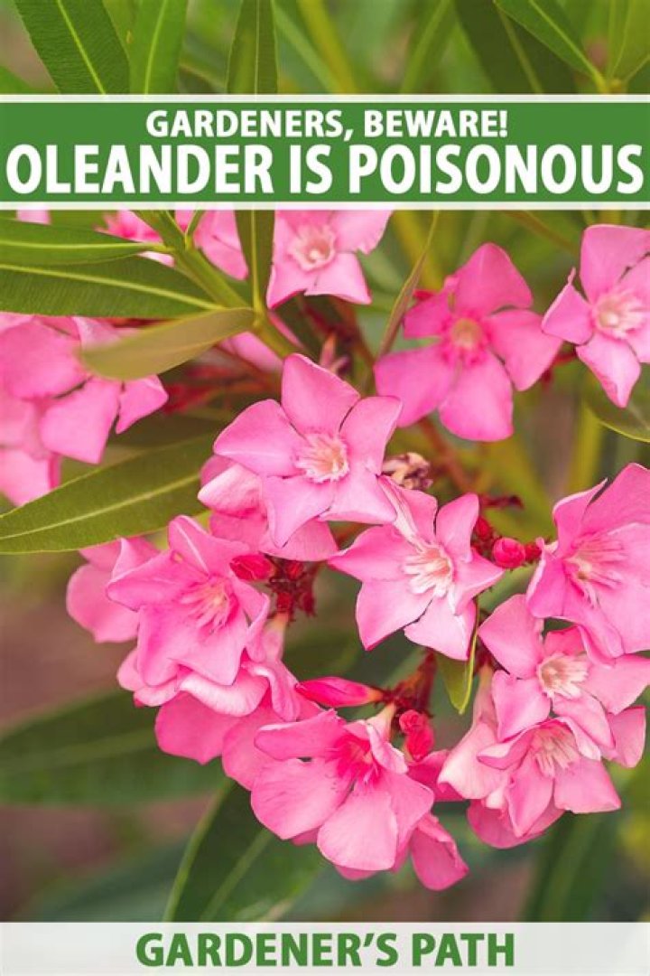 Is the oleander plant poisonous?