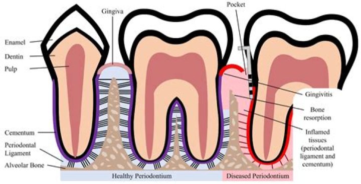 Is the periodontium composed of?
