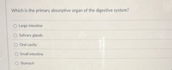 Is the primary absorptive organ of the digestive system?