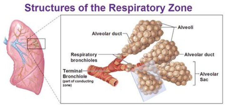 Is the respiratory bronchiole part of the conducting zone?