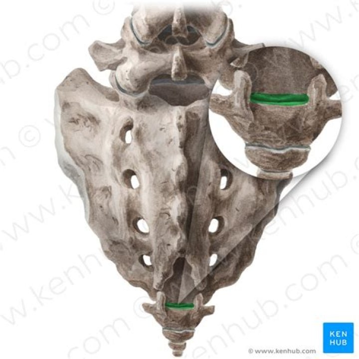 Is the sacrococcygeal joint?