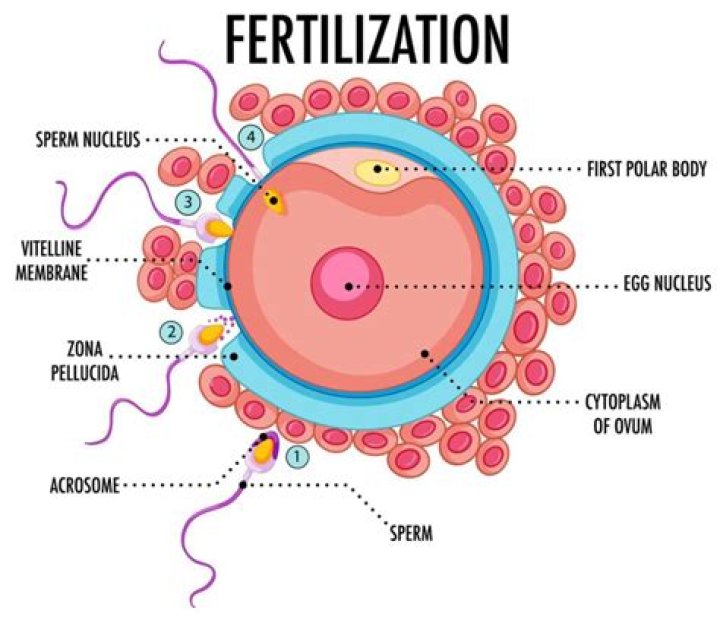 Is the site of fertilization?