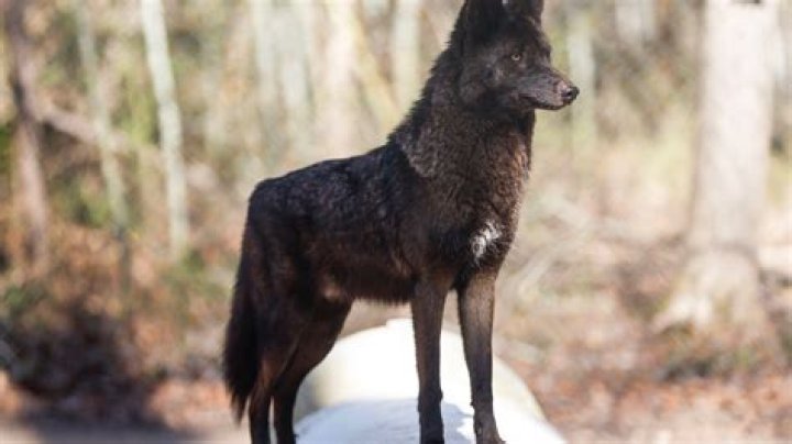 Is there such a word as undefendable?