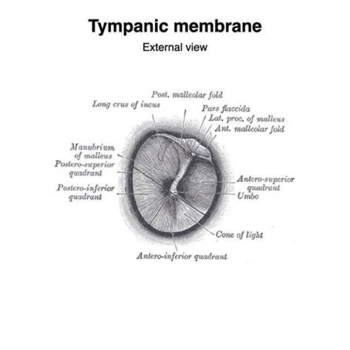 Is tympanic membrane part of external ear?