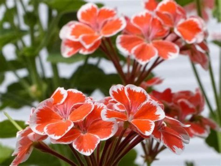 Should geraniums be in full sun?