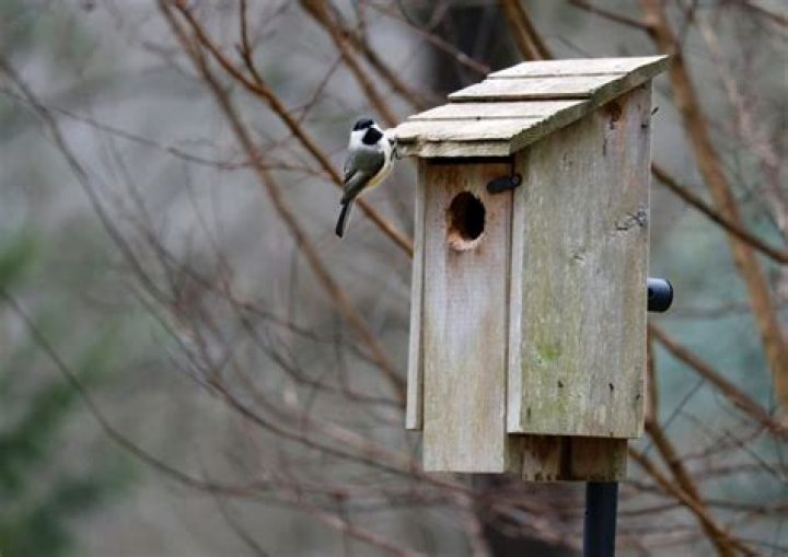Should i clean out my chickadee house?
