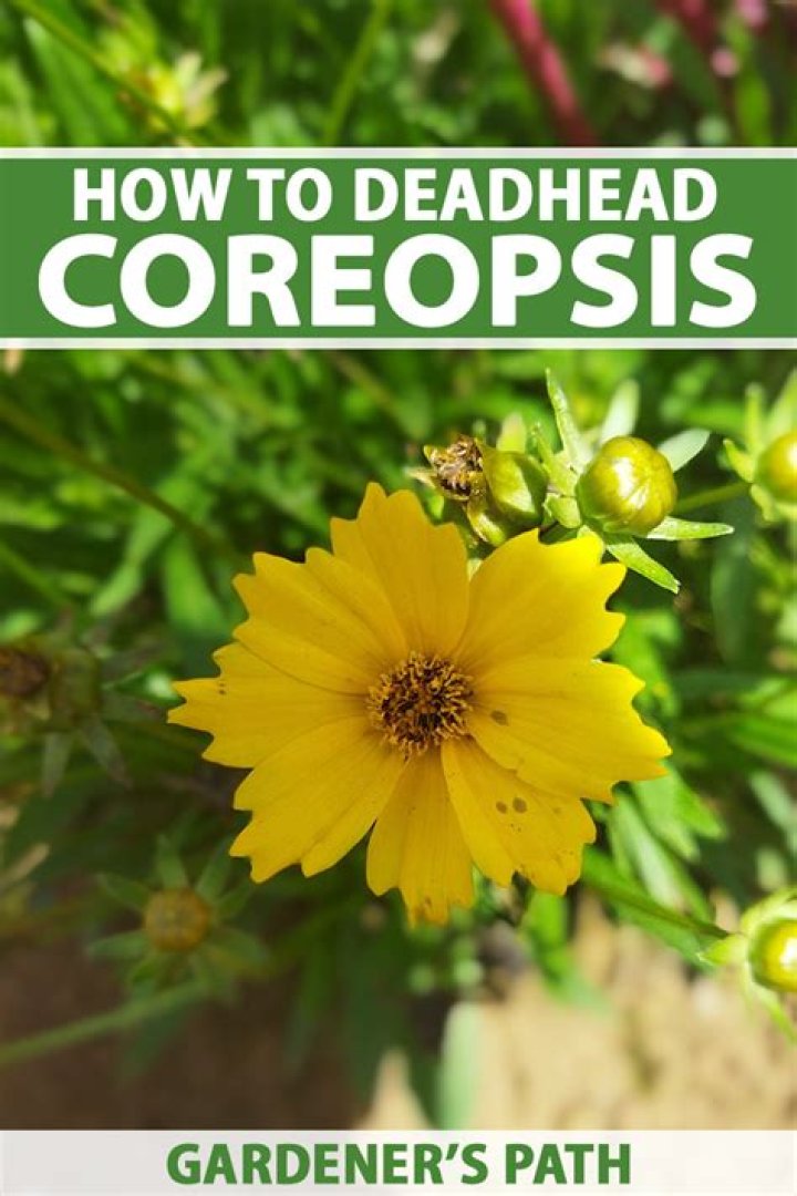 Should i deadhead coreopsis?
